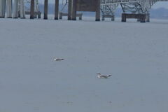 Larus delawarensis