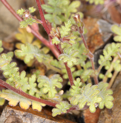 Phacelia affinis