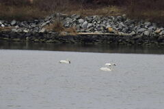 Cygnus columbianus