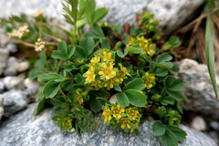 Sibbaldia parviflora