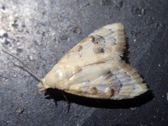 Nola transwallacea
