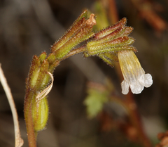 Phacelia affinis