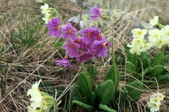 Primula amoena