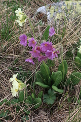 Primula amoena