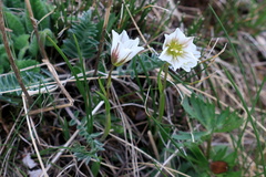 Gagea serotina