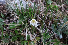 Gagea serotina