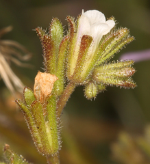 Phacelia affinis