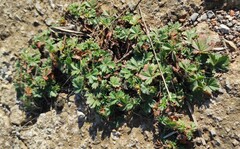 Potentilla verna