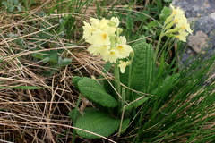 Primula ruprechtii