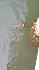 Sepioteuthis sepioidea