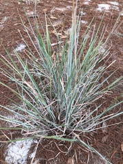Andropogon capillipes
