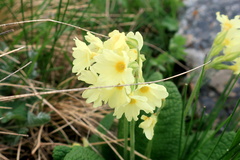 Primula ruprechtii