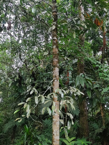 Calophyllum brasiliense - Whole tree