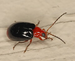 Monolepta marginella