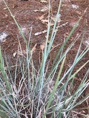 Andropogon capillipes