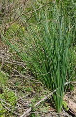 Trachyandra chlamydophylla