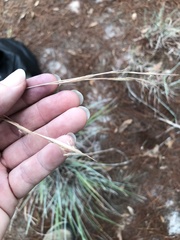 Andropogon capillipes