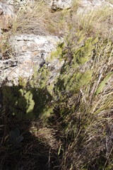 Asparagus rubicundus