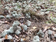 Cladonia evansii