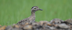 Burhinus bistriatus