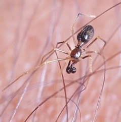 Coleosoma