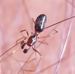 Coleosoma
