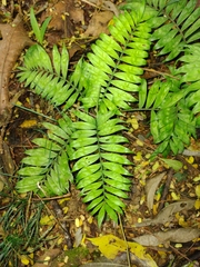 Chamaedorea pygmaea image