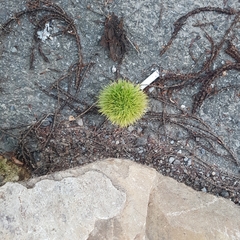 Castanea crenata