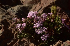 Ourisia microphylla
