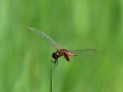Tramea darwini