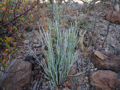 Euphorbia lomelii