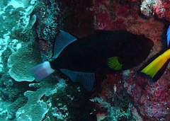 Melichthys vidua