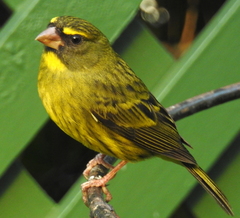 Crithagra scotops umbrosa