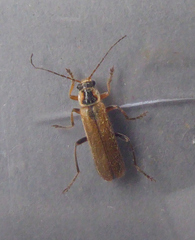 Cantharis decipiens
