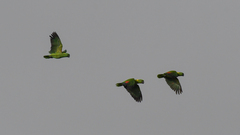 Amazona auropalliata