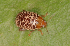 Calotheca
