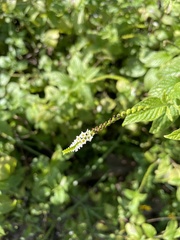 Heliotropium angiospermum
