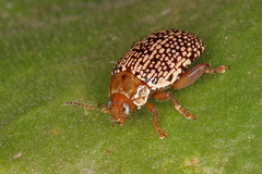 Calotheca