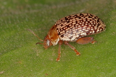 Calotheca