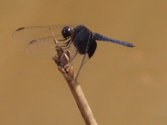 Erythrodiplax latimaculata