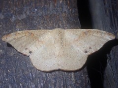 Oreta carnea