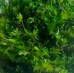 Tortula protobryoides