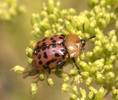 Conchyloctenia punctata