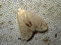Oxacme calcarea