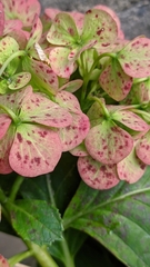 Hydrangea macrophylla