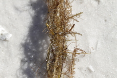Cymodoceaceae