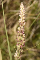Panicum racemosum