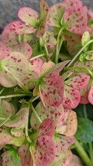 Hydrangea macrophylla