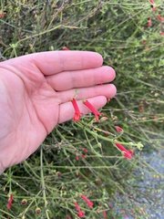 Gambelia juncea