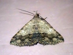 Oxaenanus brontesalis